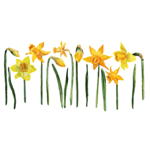 Daffodils Narcissus Flowers T-Shirts